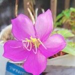 Dissotis rotundifolia Fiore