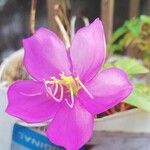 Heterotis rotundifolia Цвят
