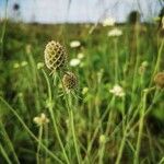 Scabiosa ochroleuca 果実