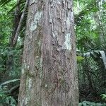 Chaetocarpus schomburgkianus Corteza