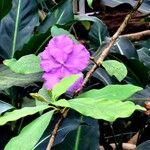 Brunfelsia pauciflora Çiçek
