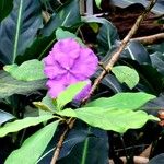 Brunfelsia pauciflora 花