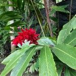 Alpinia purpurataFlower