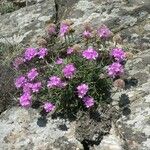 Armeria malinvaudii Hábitos