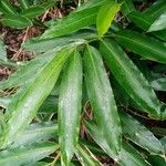 Alpinia caerulea Leaf