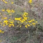 Cytisus balansae Flower