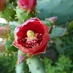 Opuntia elatior Flower