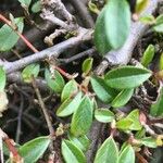 Cotoneaster integrifolius Blad