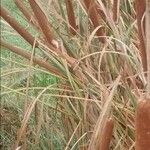 Typha latifolia Kvet