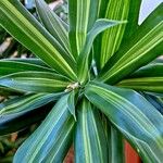 Dracaena angustifolia برگ