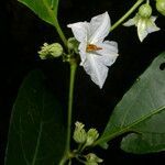 Lycianthes pauciflora Blomst