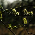 Salix repens Blüte