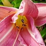 Lilium regale Çiçek