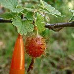 Ribes roezlii Fruit