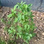 Trigonella foenum-graecum पत्ता