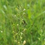 Camelina microcarpa Плод