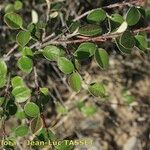 Cotoneaster nebrodensis Other