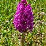 Anacamptis pyramidalisКвітка