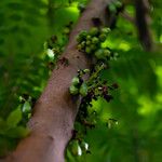 Averrhoa bilimbi Fruit