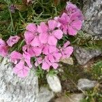 Dianthus glacialis Λουλούδι