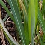 Miscanthus × longiberbis Foglia