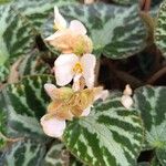 Begonia pustulata Flower