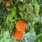 Citrus × aurantium Frukt