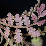 Phacelia cryptantha Blad