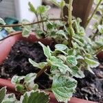 Coleus madagascariensis Bark