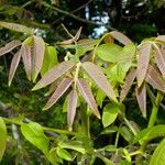 Juglans regia Leaf