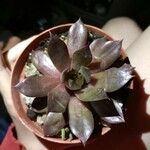 Echeveria affinis Ліст