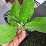 Solanum mauritianum ᱥᱟᱠᱟᱢ