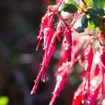 Ribes speciosum Flor