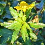 Ludwigia elegans 花