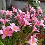 Zephyranthes roseaBlüte