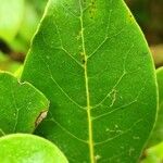 Laurus azorica Hoja