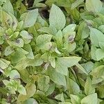 Ocimum americanum List