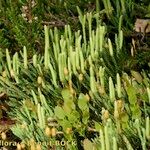 Lycopodium × oellgaardii Habit