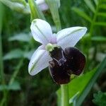 Ophrys fuciflora മറ്റ്