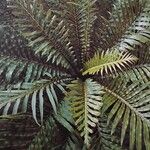 Blechnum gibbum Leaf