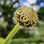 Cephalaria alpinaFlower