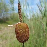 Typha minima Fruto