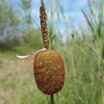 Typha minima Ffrwyth