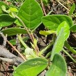 Macrotyloma uniflorum Leaf