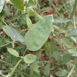 Chenopodium album Leaf