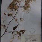 Clematis gouriana 其他