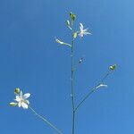 Anthericum ramosum Libunga