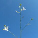 Anthericum ramosum Habit