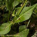 Knautia lebrunii ശീലം