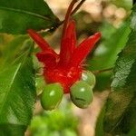 Ochna serrulata Fruit